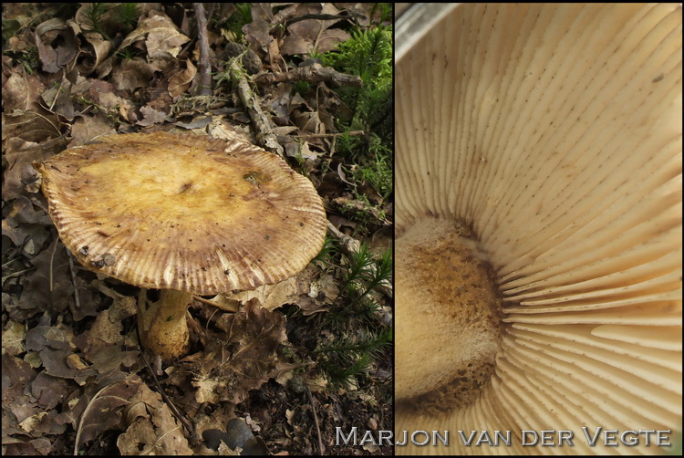 Spikkelsneerussula - Russula illota